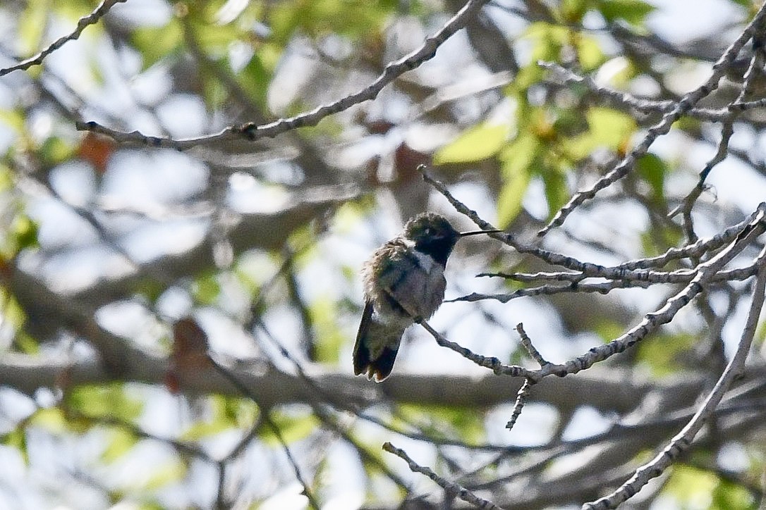 Broad-tailed Hummingbird - ML645659578