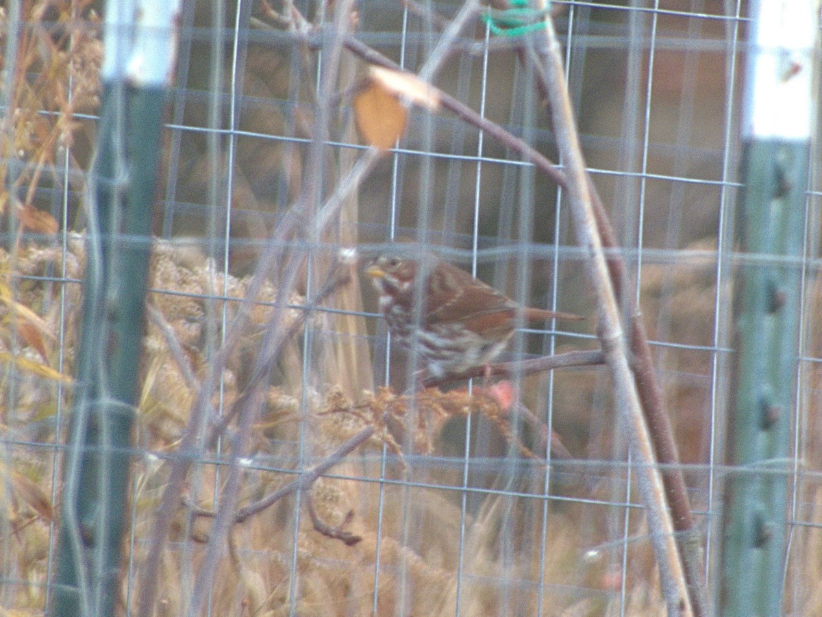 Fox Sparrow - ML645659579