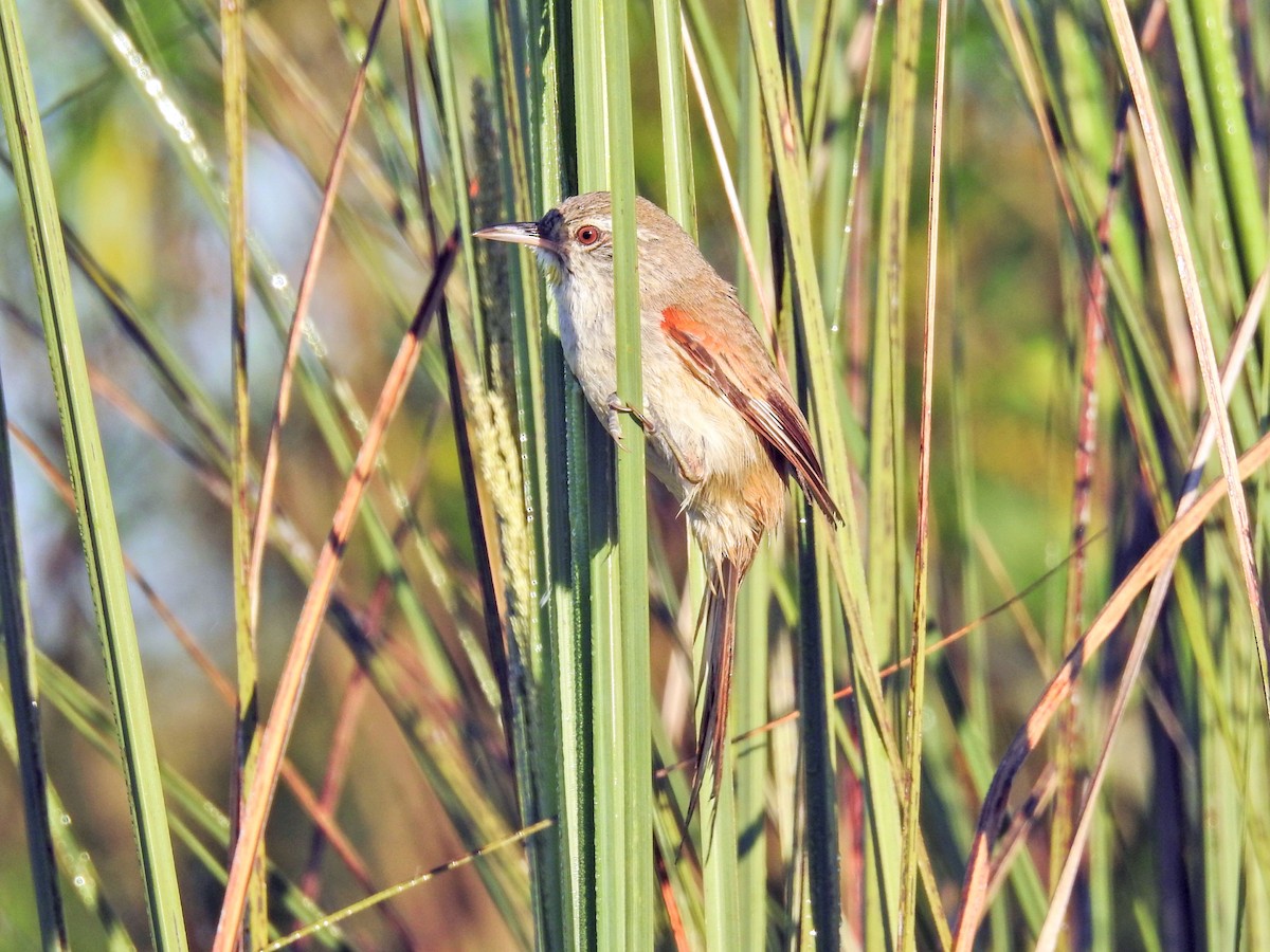Sulphur-bearded Reedhaunter - ML645659581