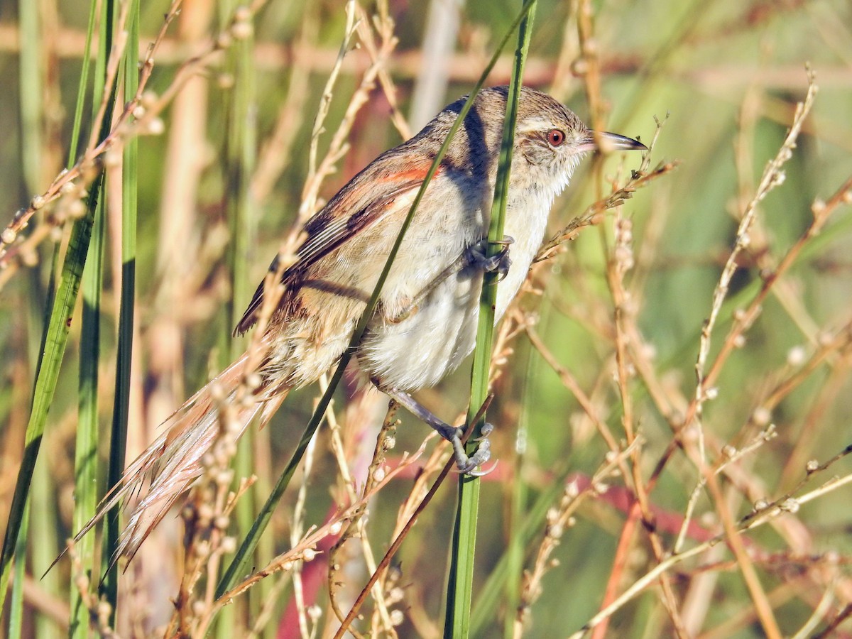 Sulphur-bearded Reedhaunter - ML645659582