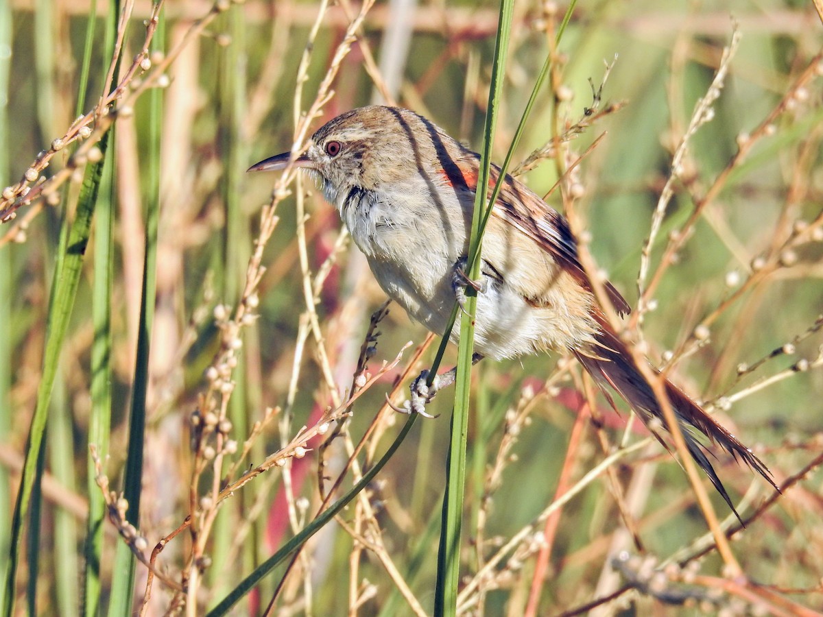 Sulphur-bearded Reedhaunter - ML645659583