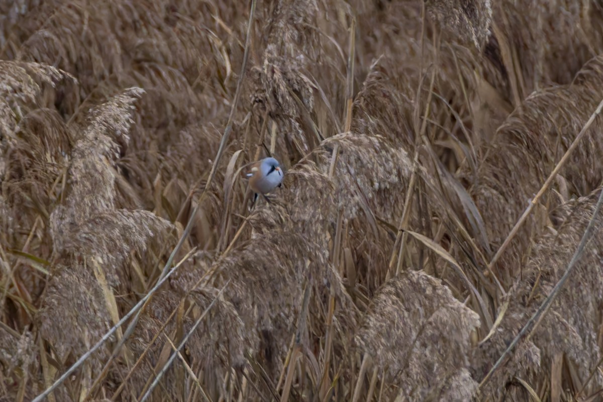 Bearded Reedling - ML645659588