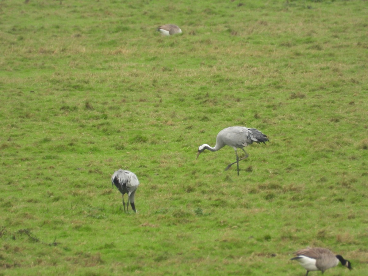 Common Crane - ML645659590