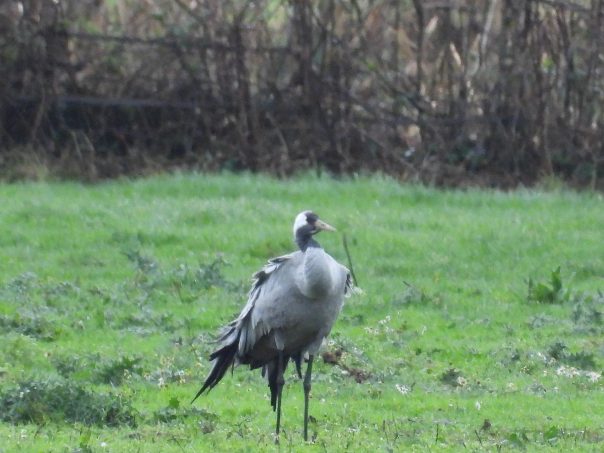 Common Crane - ML645659591