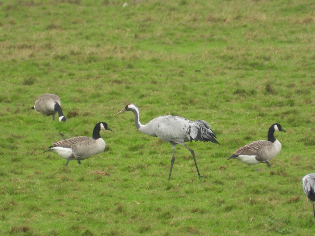 Common Crane - ML645659592