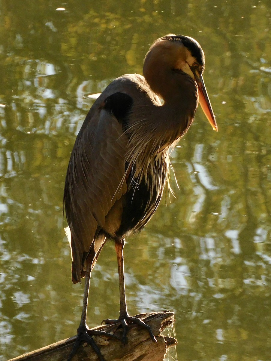 Great Blue Heron - ML645659594