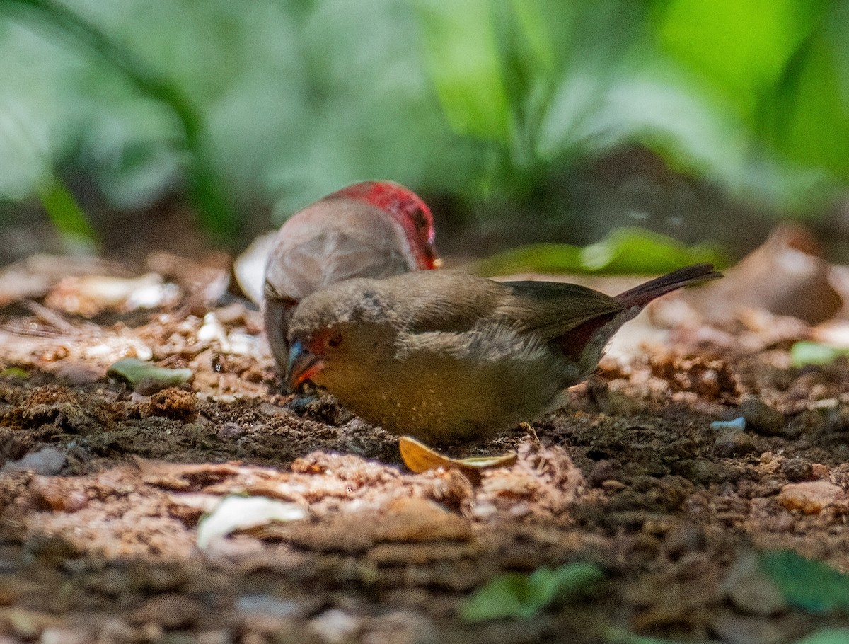 Red-billed Firefinch - ML645659595