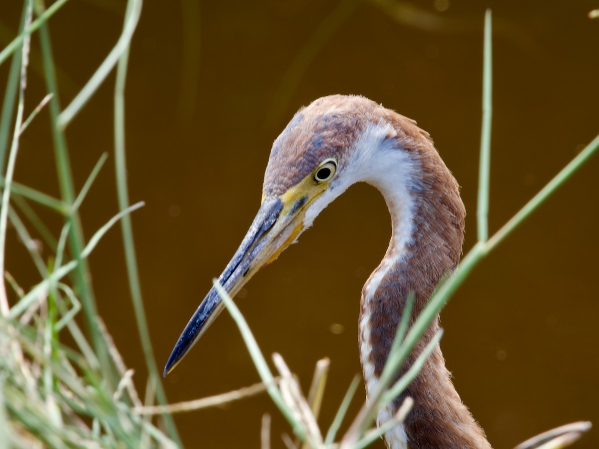 Koartzatxo hirukolorea - ML645659613