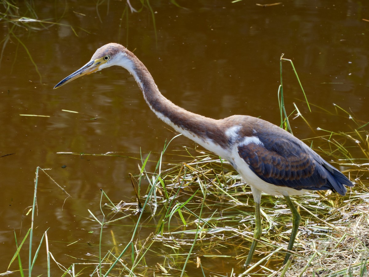 Koartzatxo hirukolorea - ML645659614