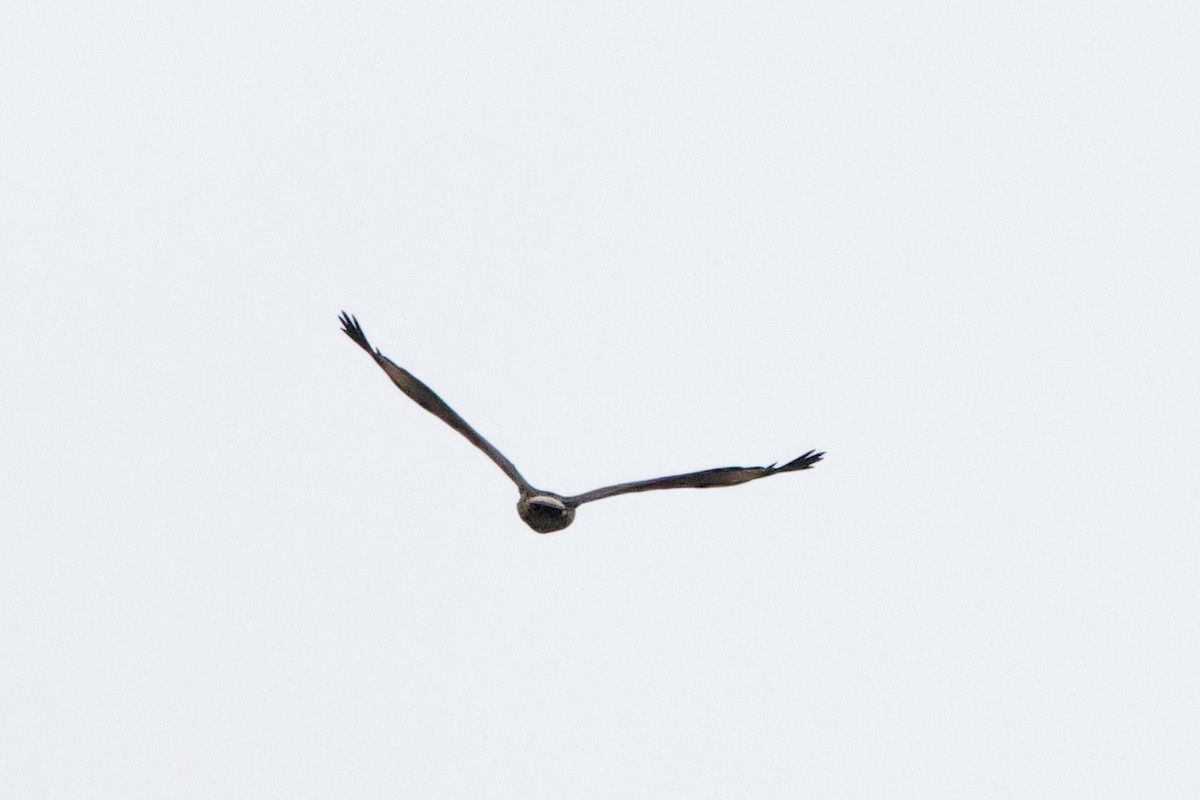 Yellow-headed Caracara - ML645659616