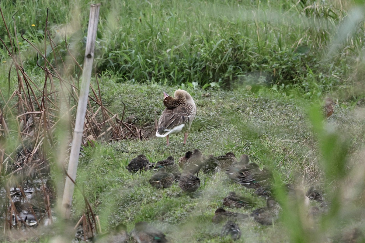 Graylag Goose - ML645659620