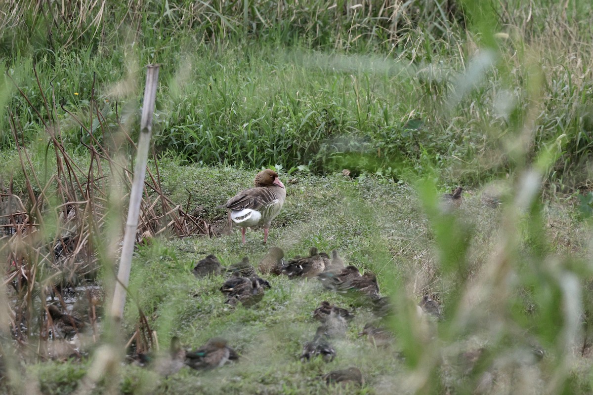 Graylag Goose - ML645659621