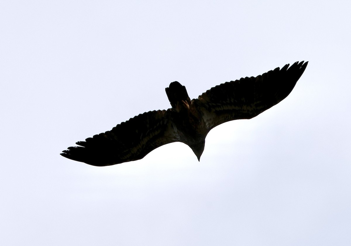 Bald Eagle - ML645659627