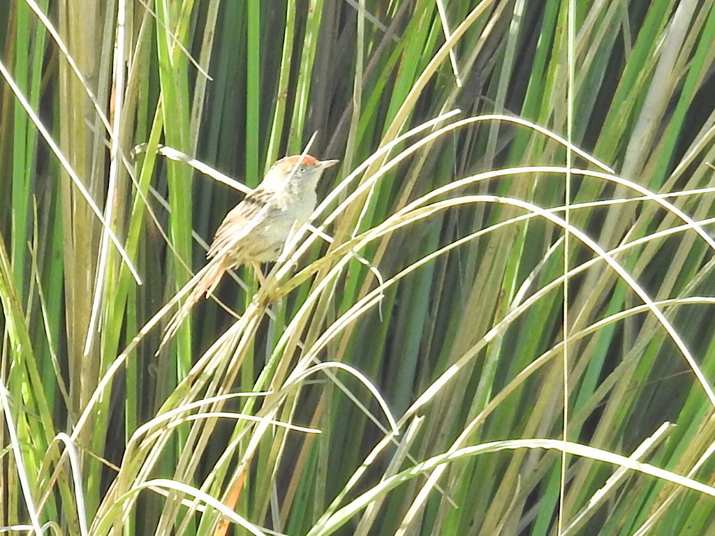 Bay-capped Wren-Spinetail - ML645659634