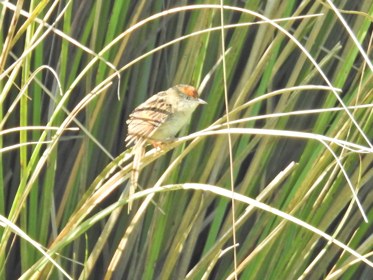 Bay-capped Wren-Spinetail - ML645659635