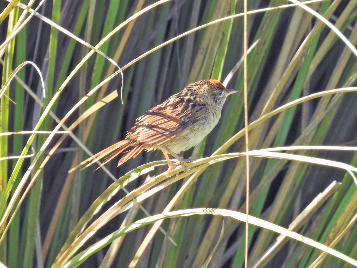 Bay-capped Wren-Spinetail - ML645659636