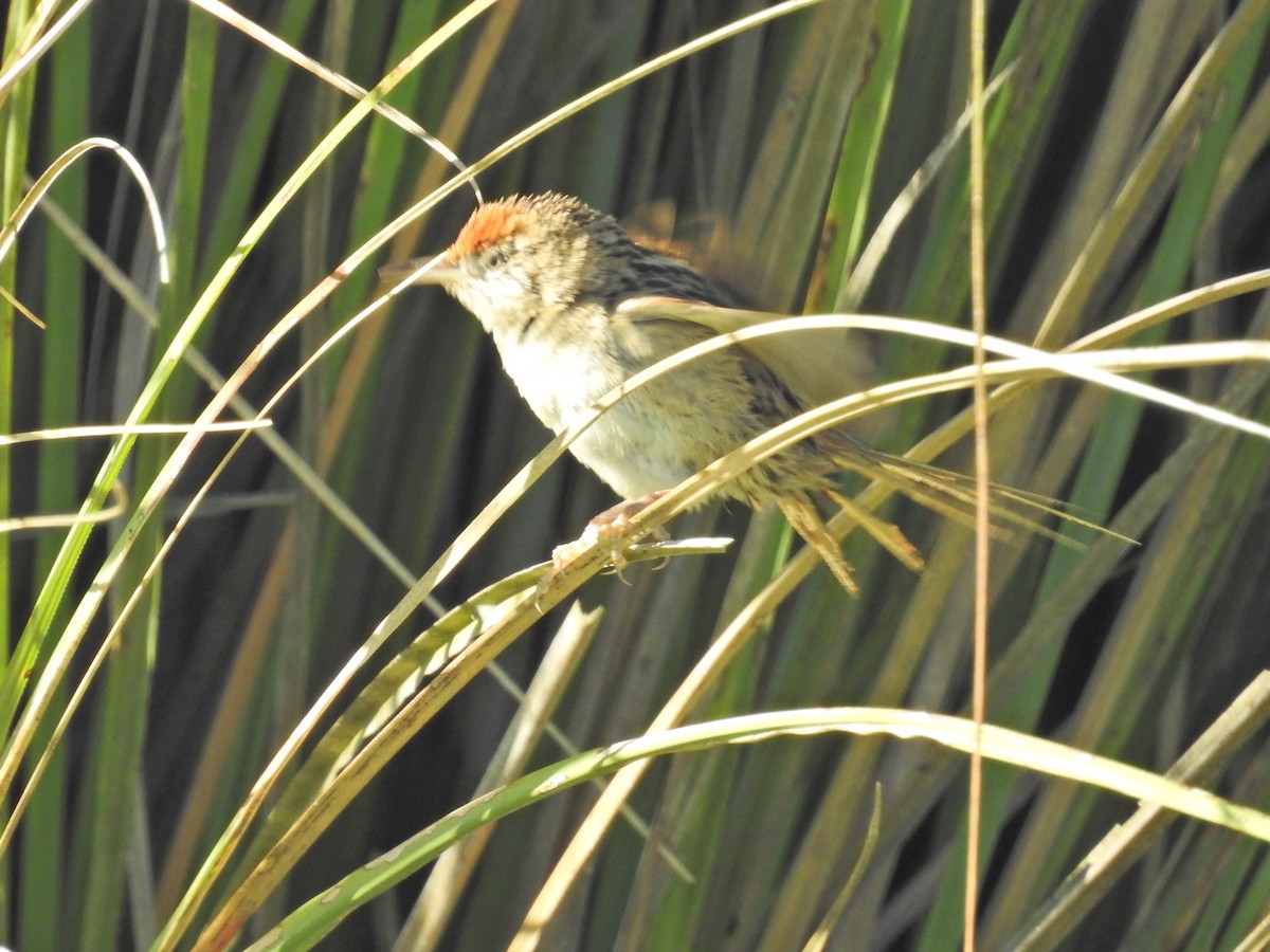 Bay-capped Wren-Spinetail - ML645659638