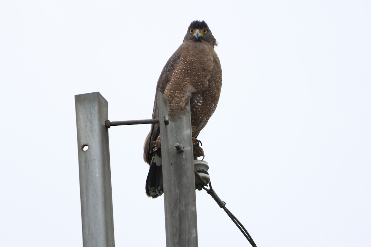 Culebrera Chiíla - ML645659650