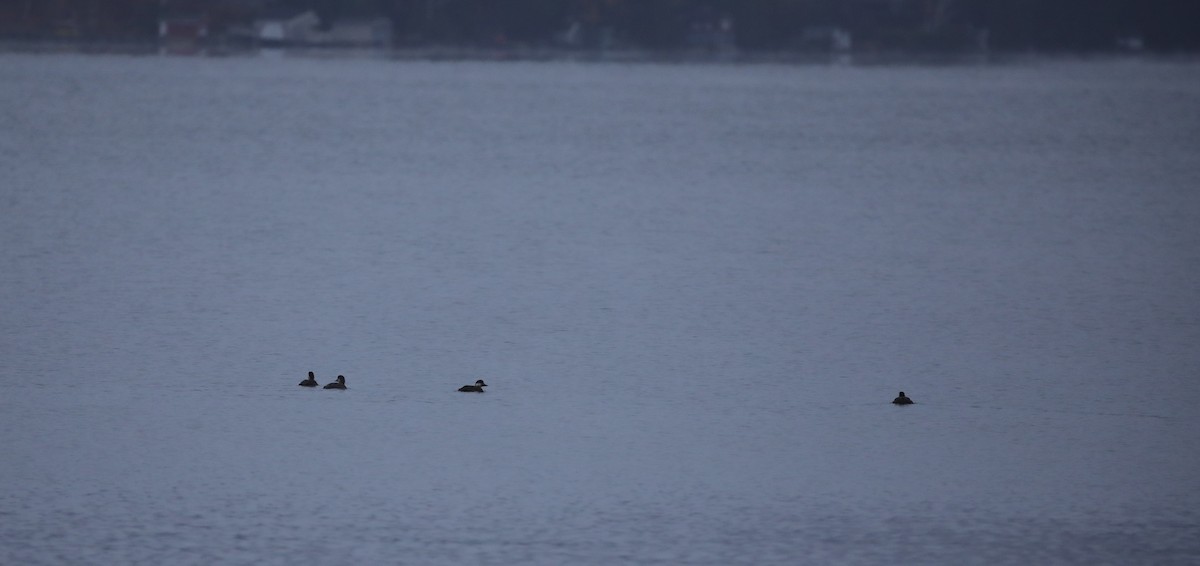 turpan žlutozobý - ML645659654