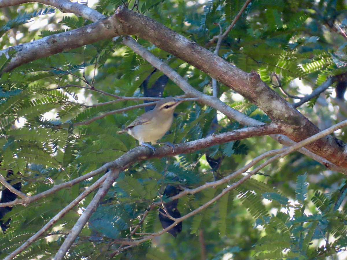 Yucatan Vireo - ML645659659