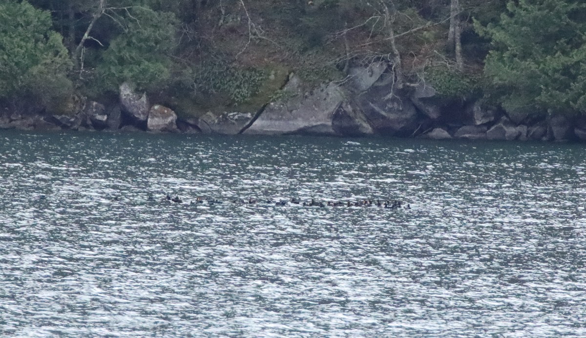 turpan žlutozobý - ML645659661