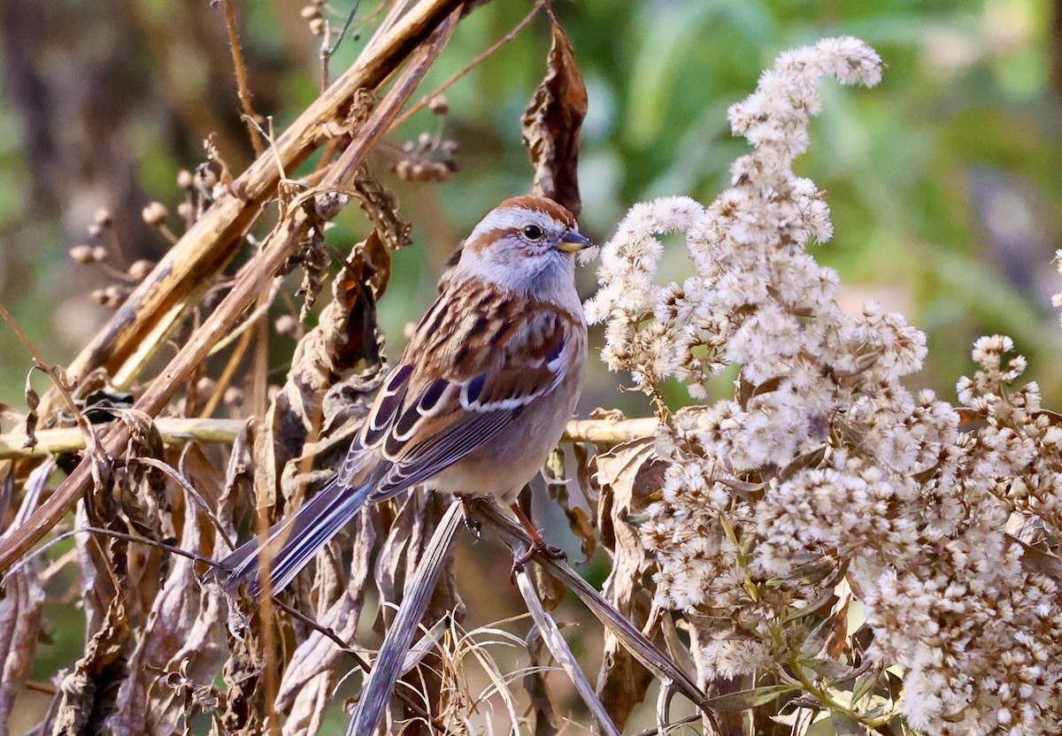 Пасовник північний - ML645659662