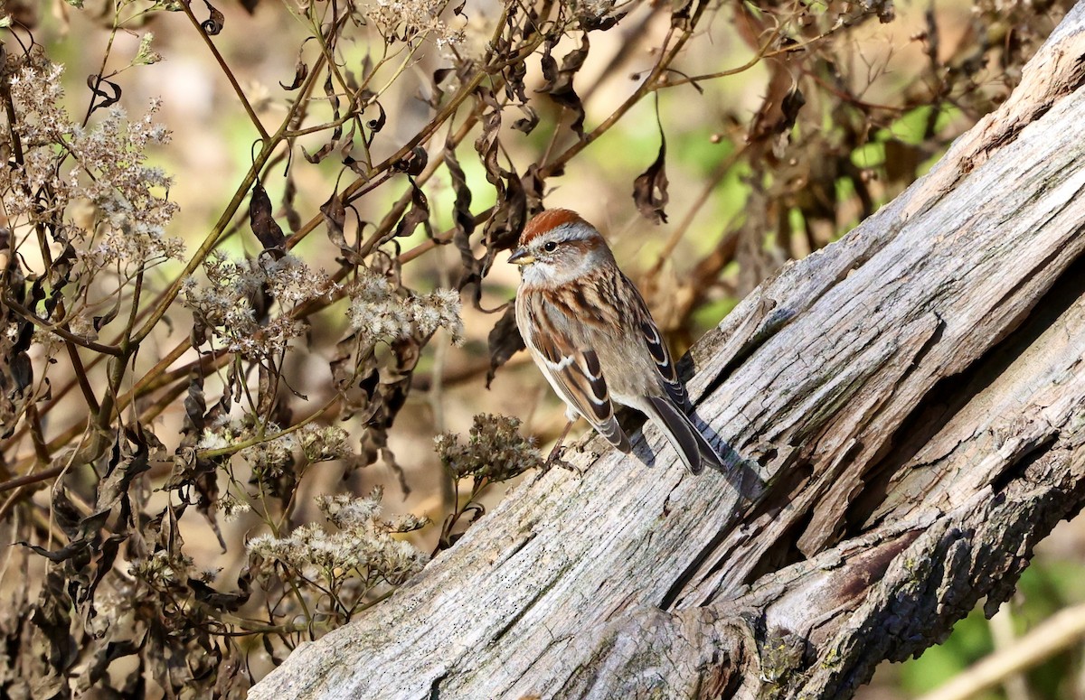 Пасовник північний - ML645659663