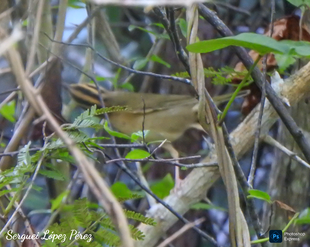 Worm-eating Warbler - ML645659668