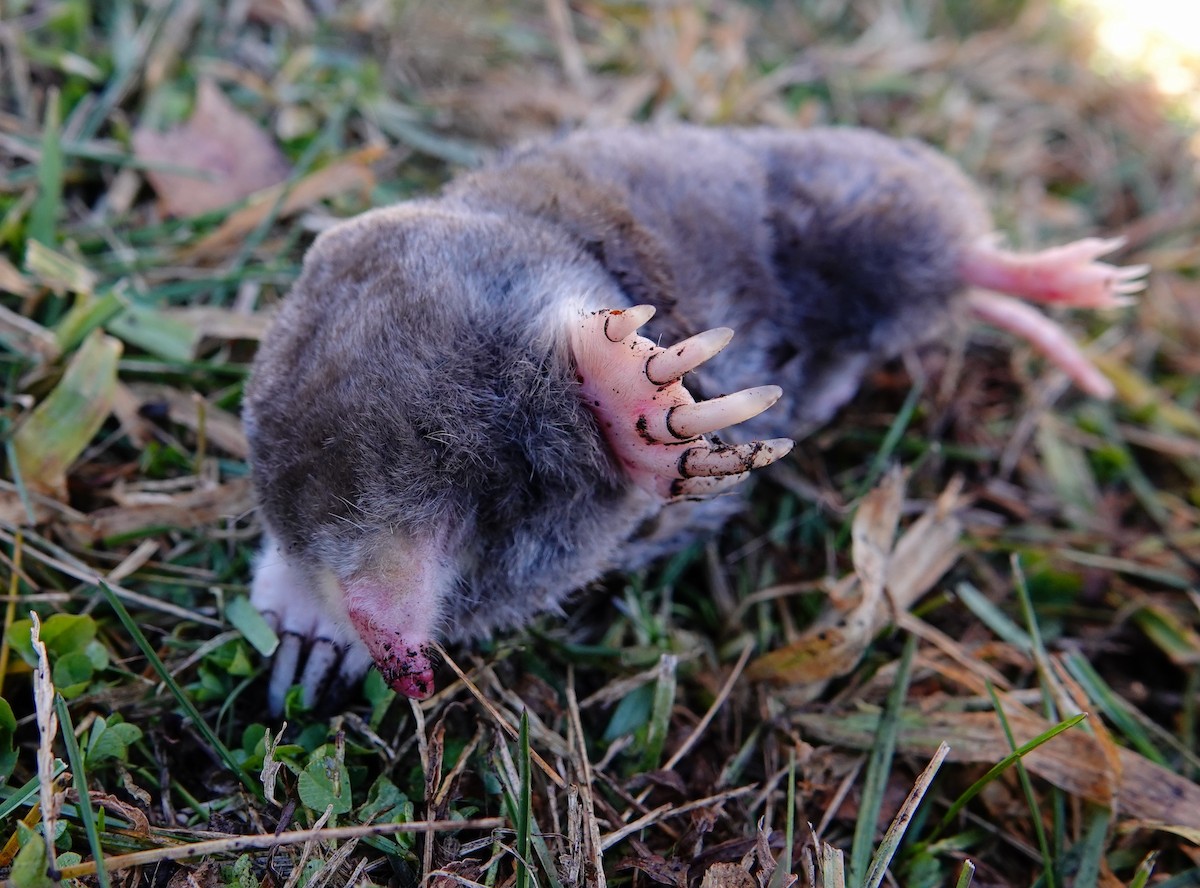 Eastern Mole - ML645659669