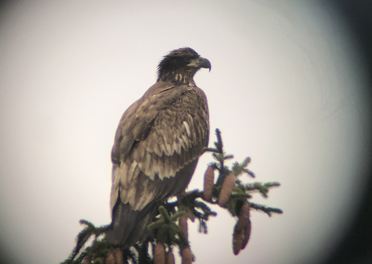 Bald Eagle - ML645659670