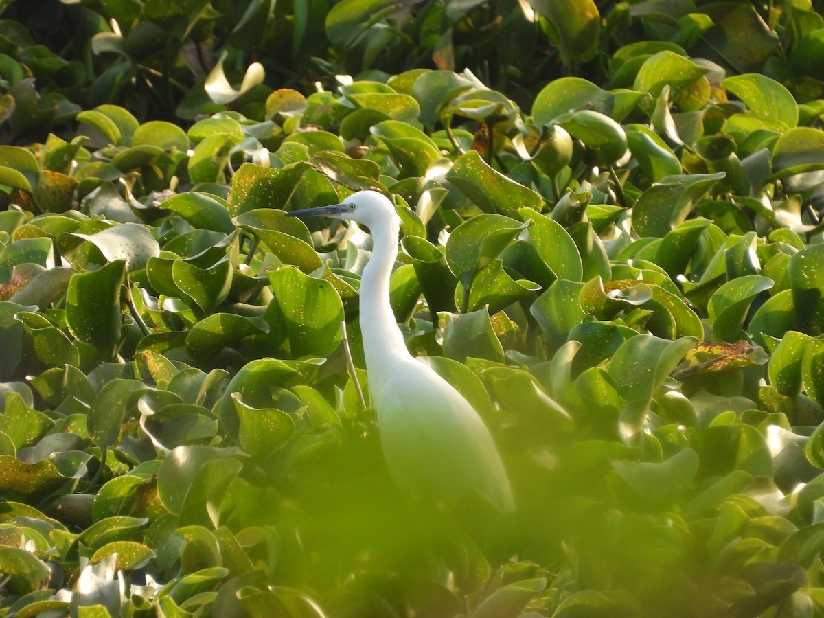 Little Egret - ML645659671