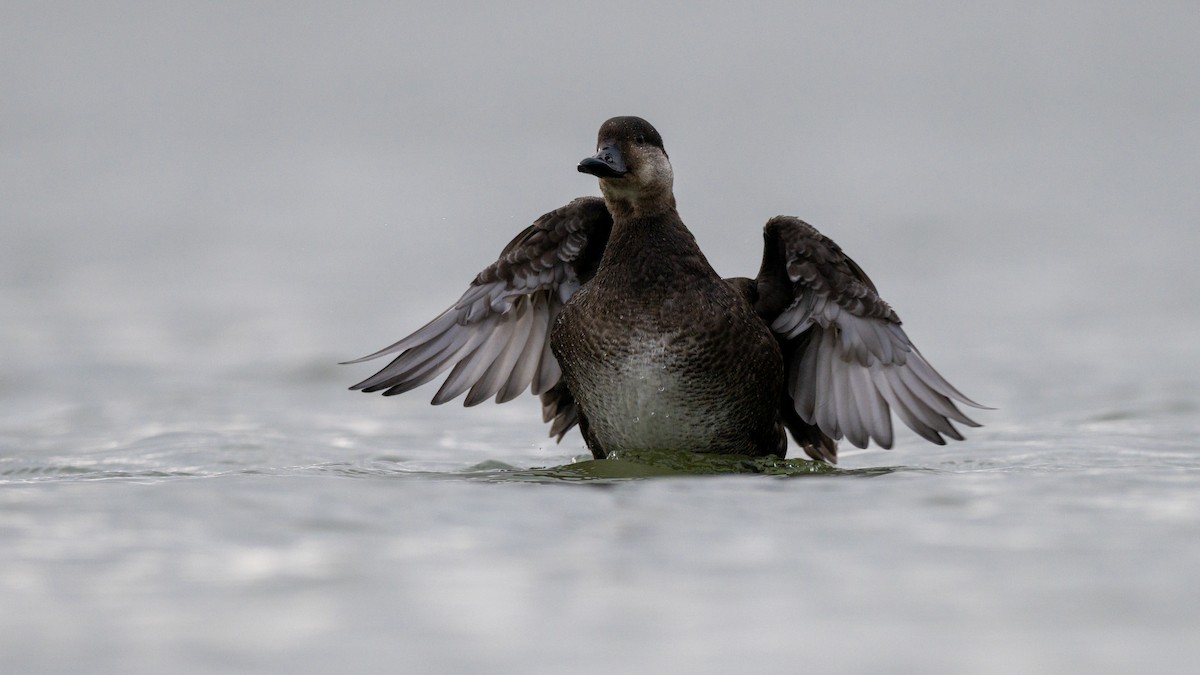 Pazifiktrauerente - ML645659675