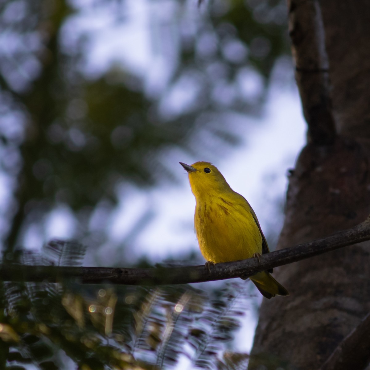 Northern Yellow Warbler - ML645659691