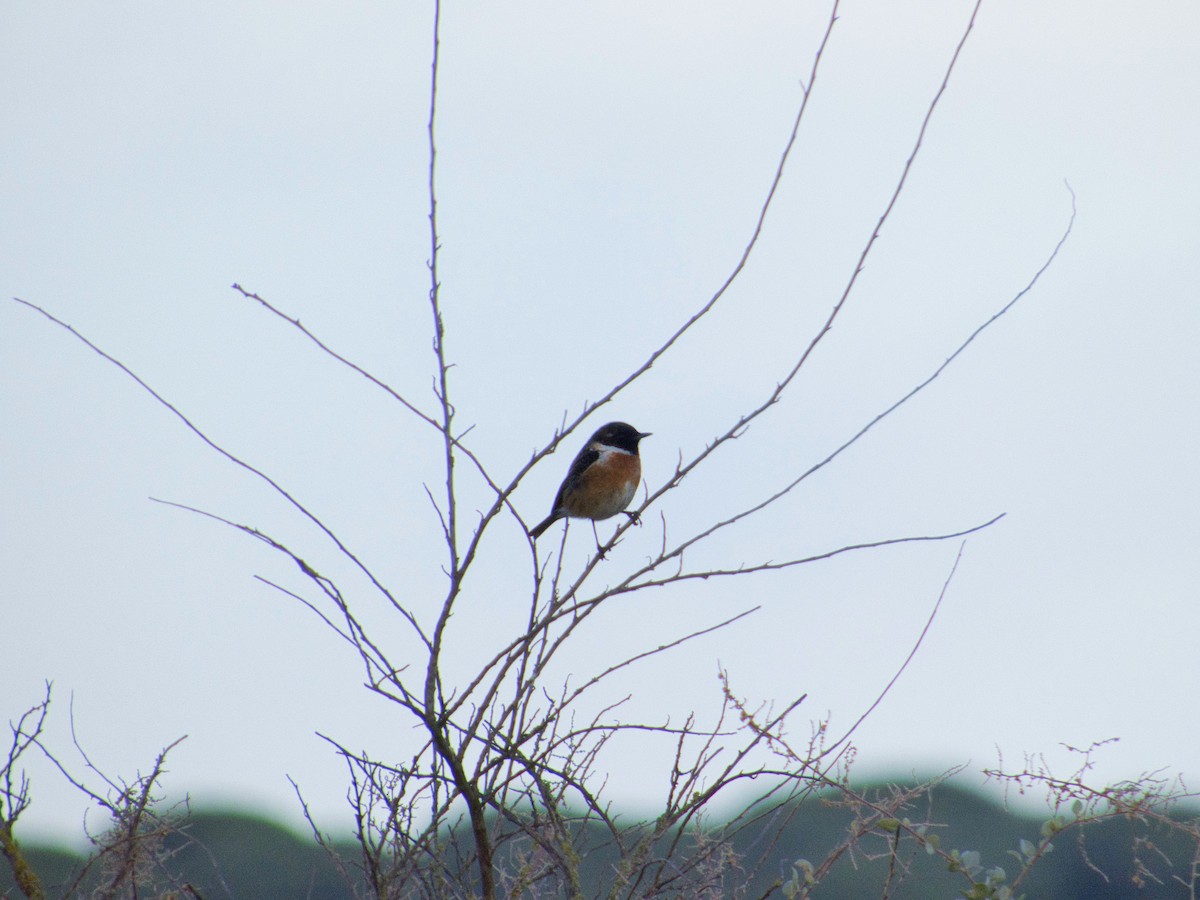 European Stonechat - ML645659699