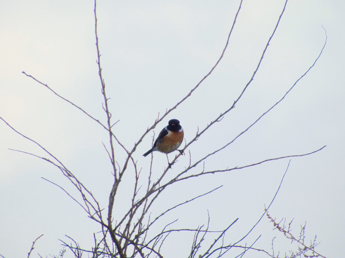 European Stonechat - ML645659700