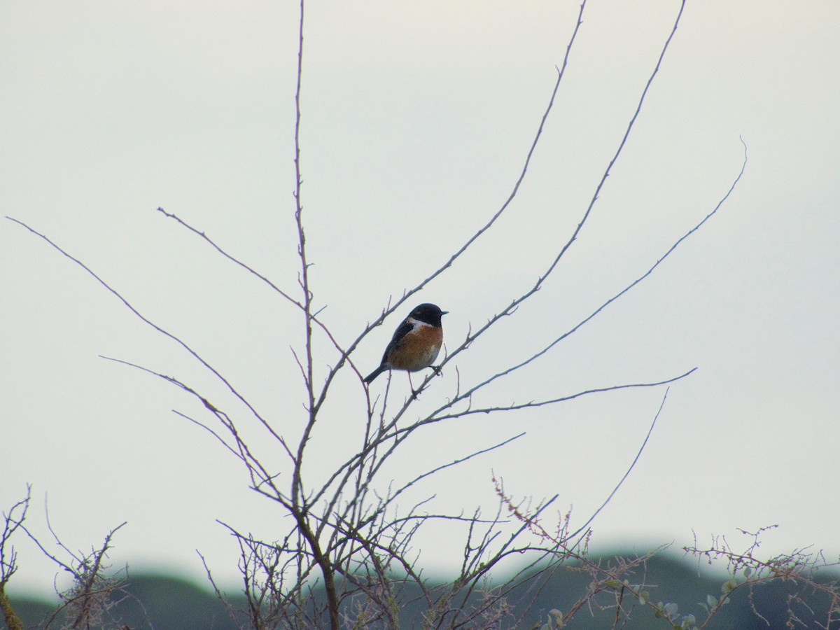 European Stonechat - ML645659701