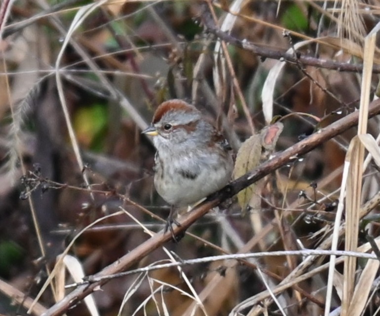 Пасовник північний - ML645659711