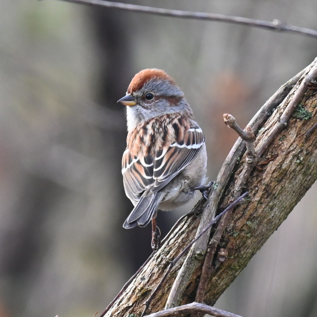 Пасовник північний - ML645659712