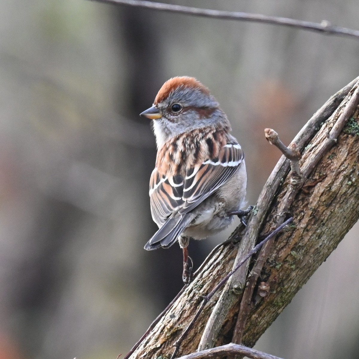 Пасовник північний - ML645659713