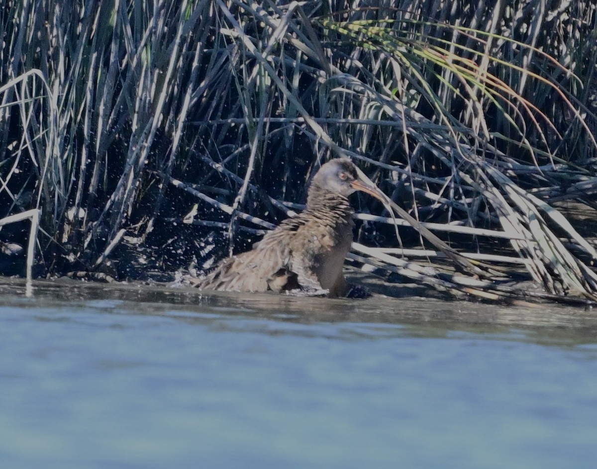 Clapper Rail - ML645659727