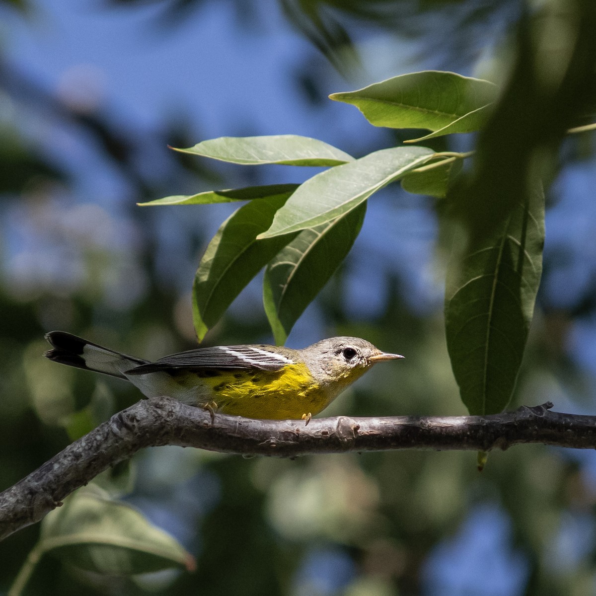 סבכון לבן-זנב - ML645659740