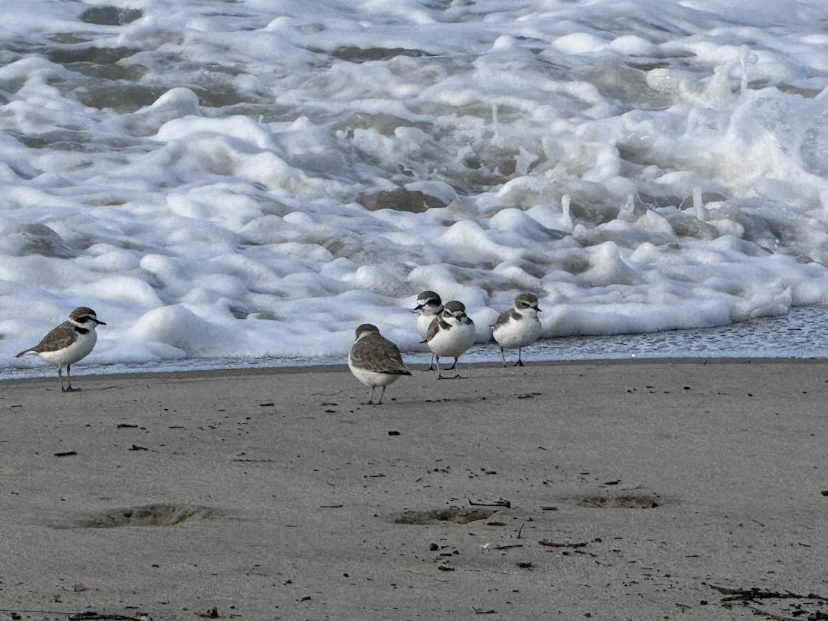 kulík západní - ML645659743