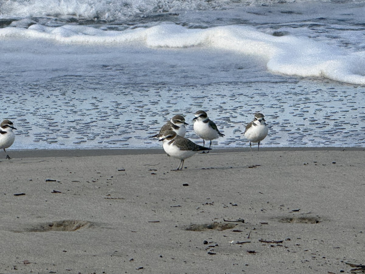 kulík západní - ML645659744