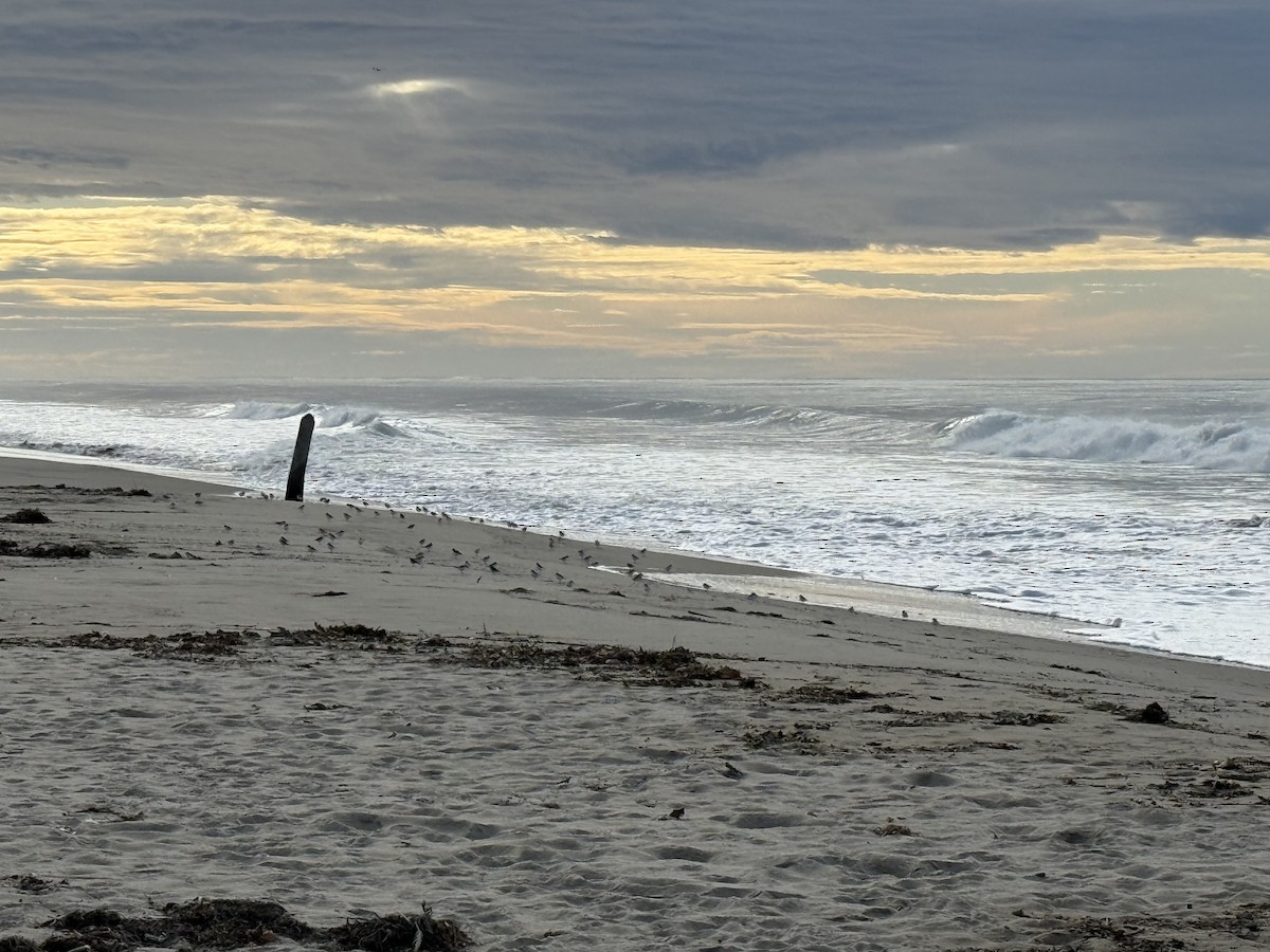 kulík západní - ML645659745