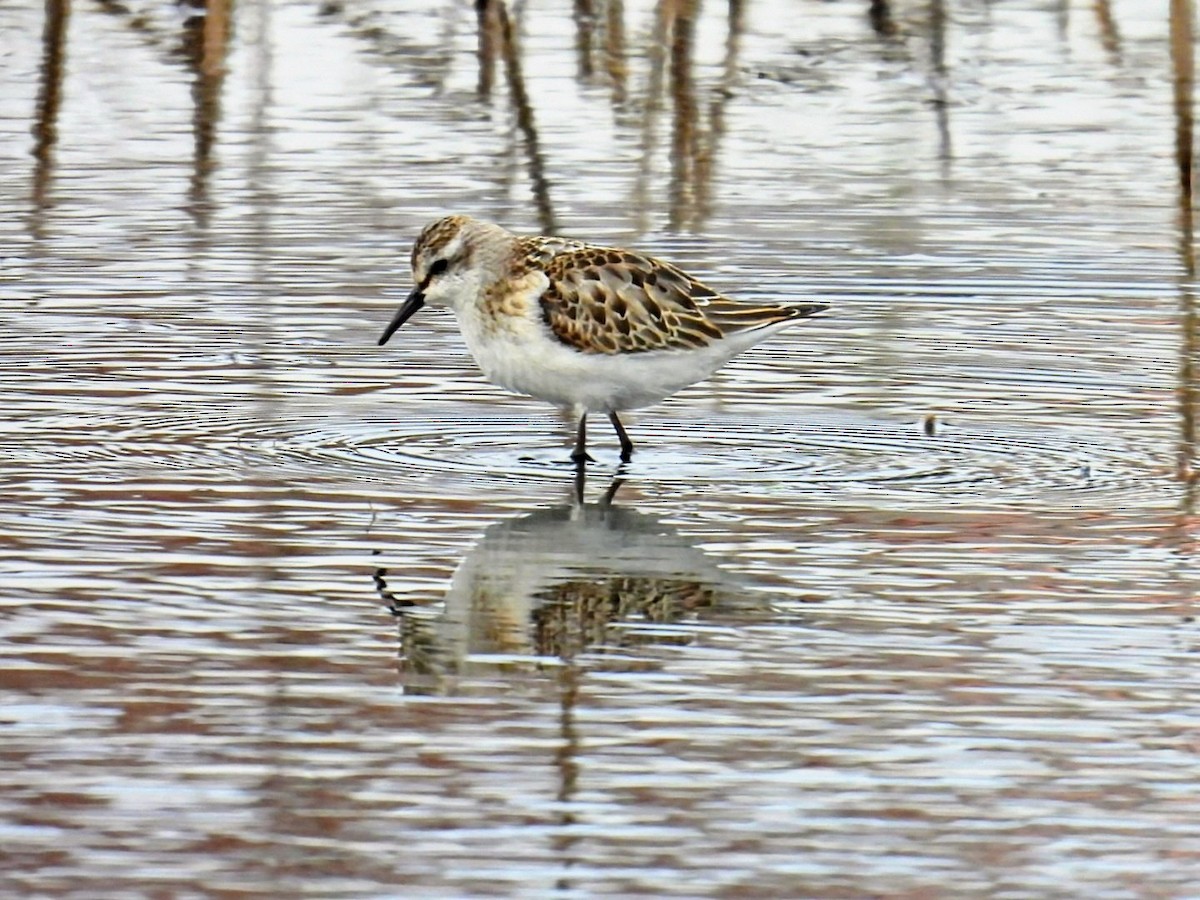 Little Stint - ML645659757