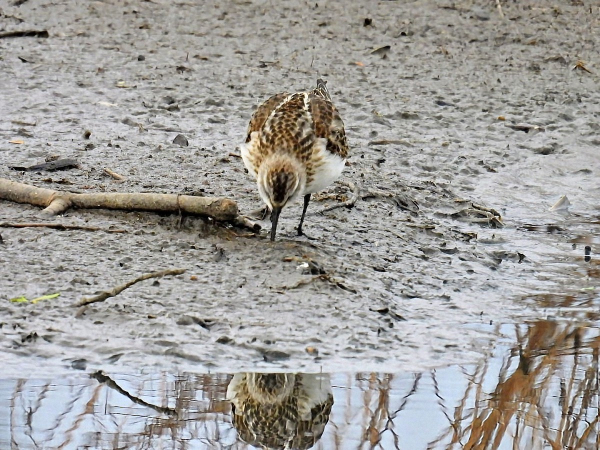 Little Stint - ML645659760