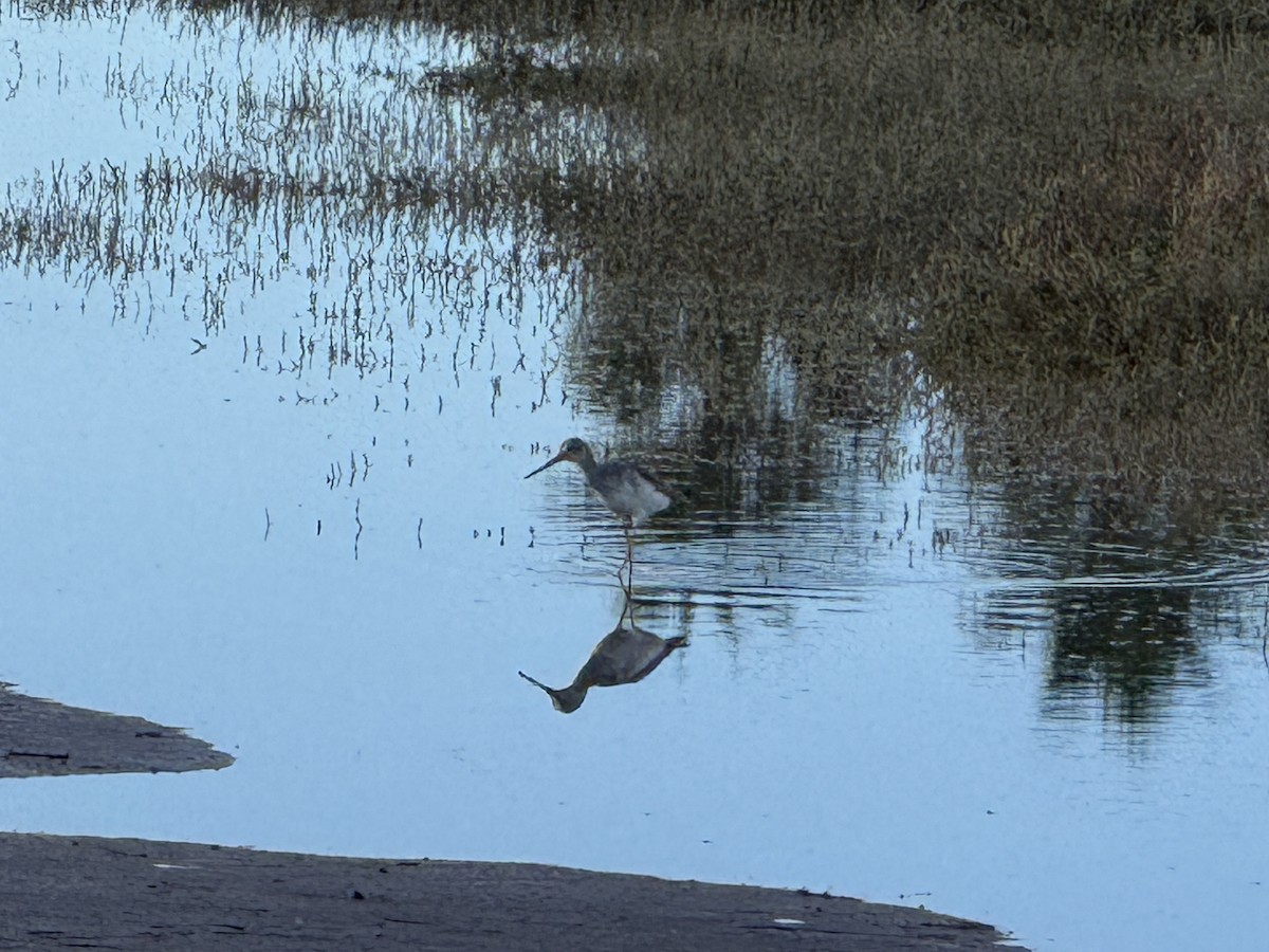 vodouš velký - ML645659774