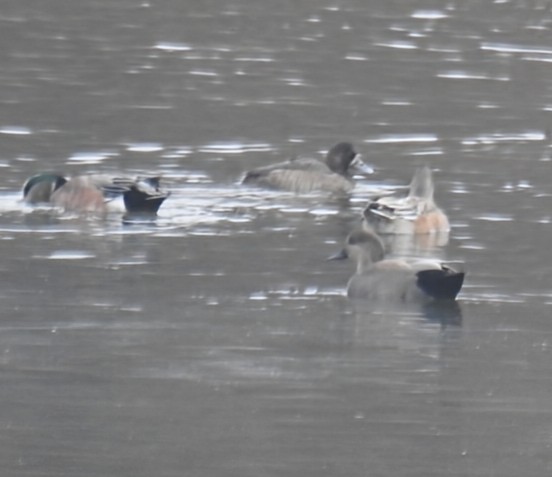 Greater Scaup - ML645659778