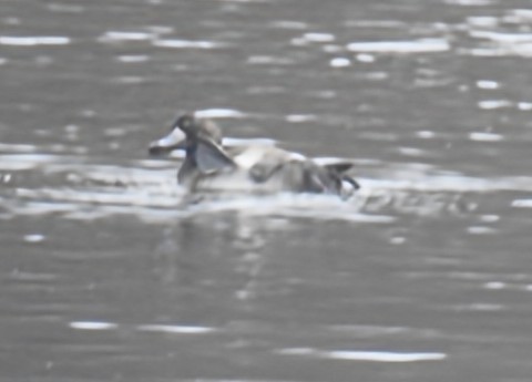 Greater Scaup - ML645659786