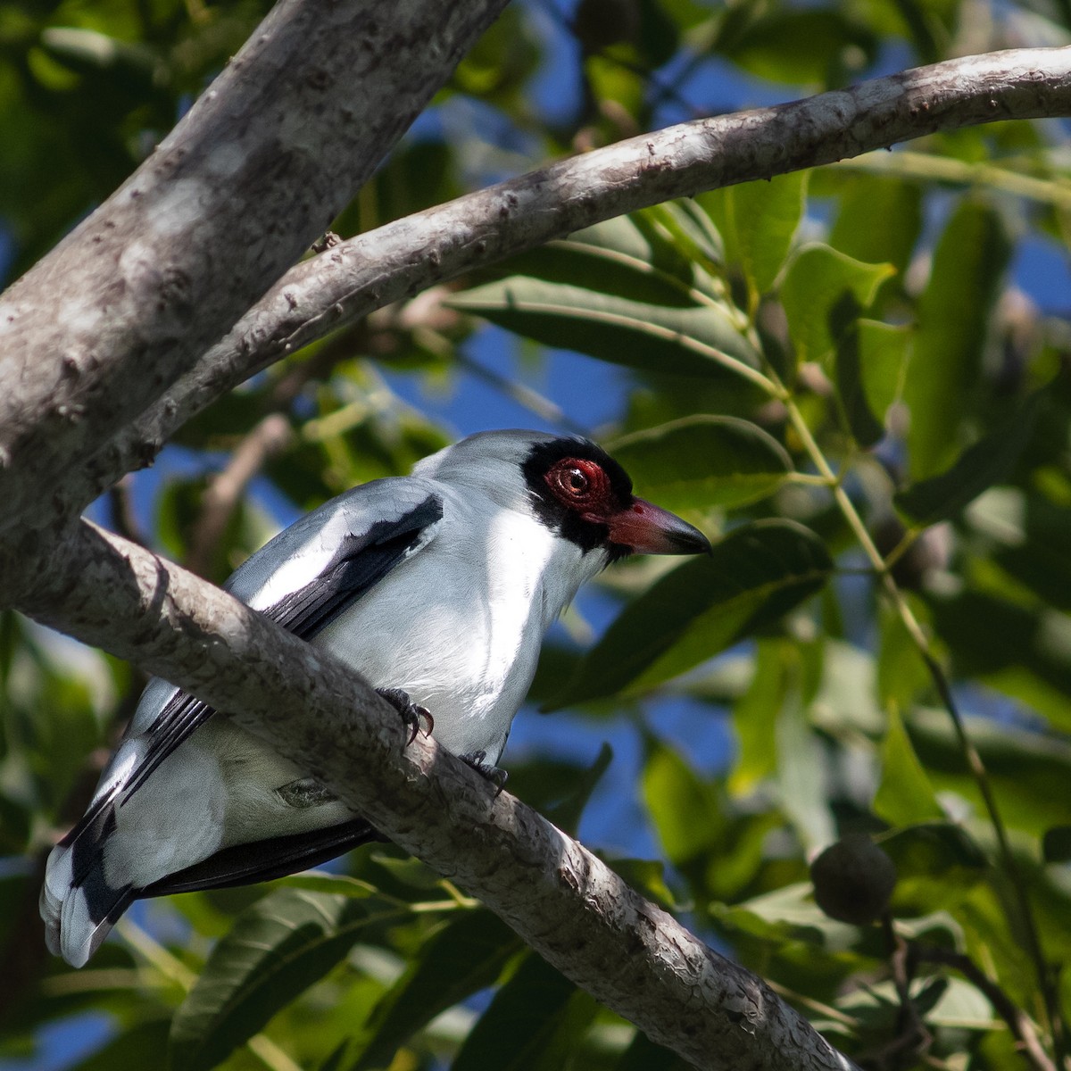 Masked Tityra - ML645659788